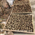 Morchella mushroom/morel mushroom china exporter